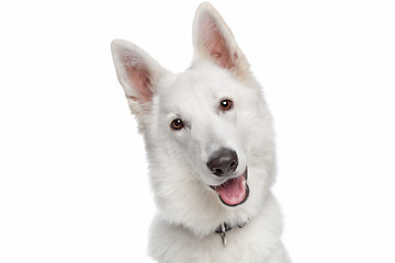 Image showing white shepherd dog