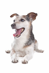 Image showing old and blind jack russel terrier