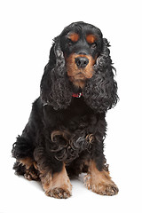 Image showing black and tan English cocker spaniel