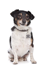 Image showing Jack Russel Terrier