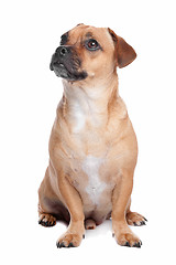 Image showing mixed breed dog