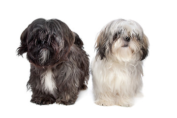 Image showing Two Shih tzu dogs