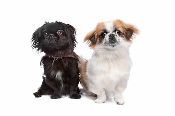 Image showing Japanese Chin and a pekingese dog