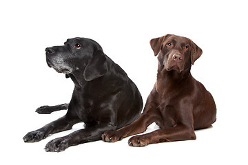 Image showing black and brown Labrador Retriever