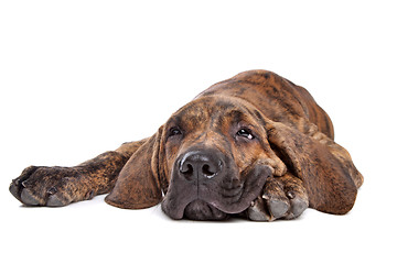 Image showing Brazilian Mastiff or Fila Brasileiro