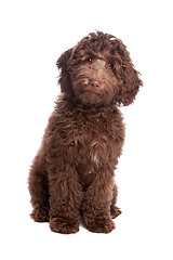 Image showing Labradoodle puppy