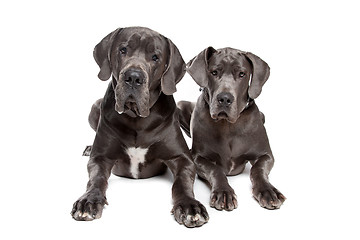 Image showing Two grey great Dane dogs