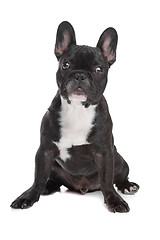 Image showing Black and white French Bulldog