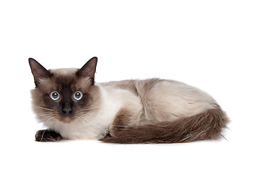 Image showing Siamese cat