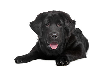 Image showing Black Tibetan Mastiff puppy