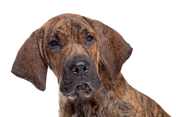 Image showing Brazilian Mastiff or Fila Brasileiro