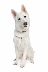 Image showing white shepherd dog