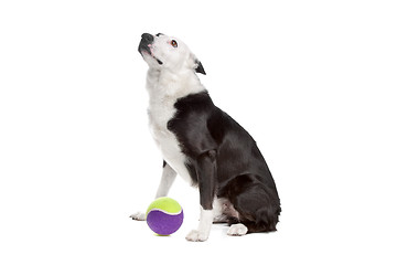 Image showing border collie