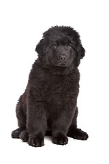 Image showing Black Newfoundland puppy