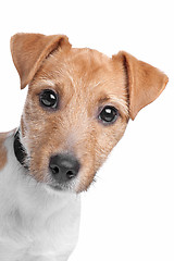 Image showing Jack Russel Terrier dog