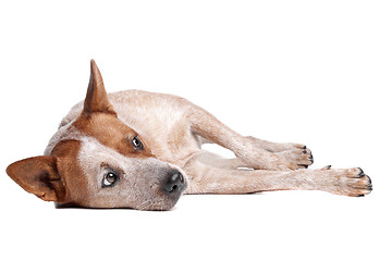 Image showing Australian Cattle Dog (red coat)