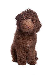 Image showing Labradoodle puppy