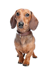 Image showing Dachshund