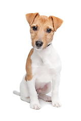 Image showing Jack Russel Terrier dog