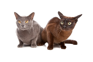 Image showing two Burmese cats