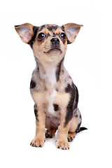 Image showing chihuahua