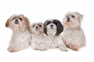 Image showing Four small dogs