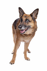 Image showing Old and blind German shepherd