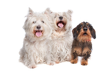 Image showing two west highland white terrier and a wire haired dachshund