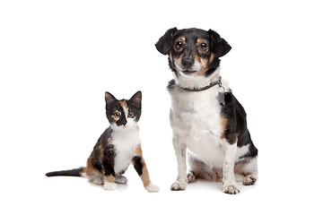 Image showing Kitten and Jack Russel Terrier