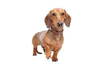 Image showing Dachshund