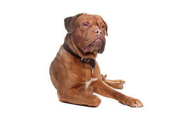 Image showing French mastiff