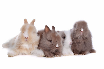 Image showing four young rabbits in a row