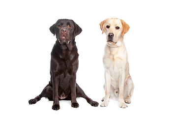 Image showing two Labrador retrievers