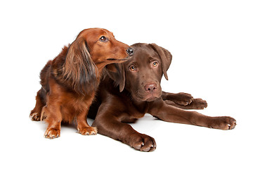 Image showing Dachshund and a chocolate labrador pup