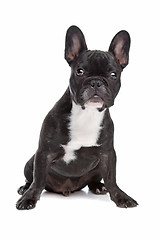 Image showing Black and white French Bulldog