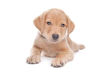 Image showing yellow Labrador retriever puppy