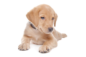 Image showing yellow Labrador retriever puppy