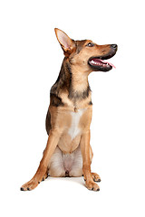 Image showing mixed breed dog