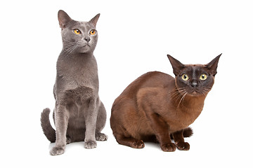 Image showing two Burmese cats