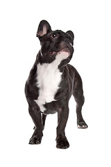 Image showing Black and white French Bulldog