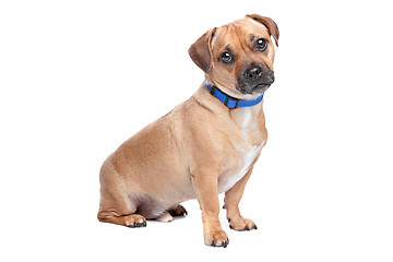 Image showing mixed breed dog