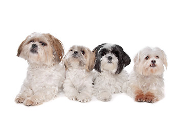 Image showing Four small dogs