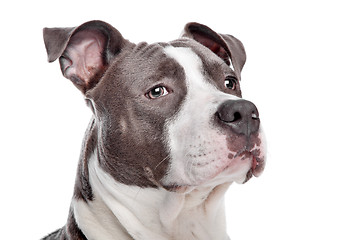 Image showing American Staffordshire Terrier puppy