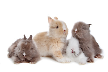 Image showing four young rabbits in a row