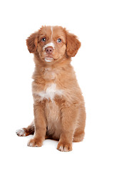 Image showing Nova Scotia Duck Tolling Retriever puppy