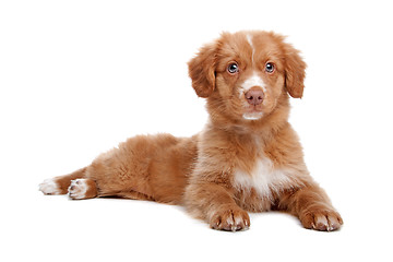 Image showing Nova Scotia Duck Tolling Retriever puppy