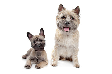 Image showing Puppy and adult cairn Terrier