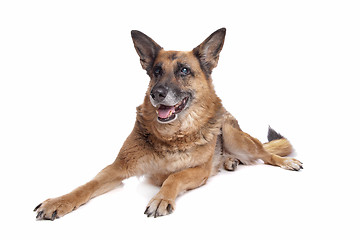 Image showing Old and blind German shepherd