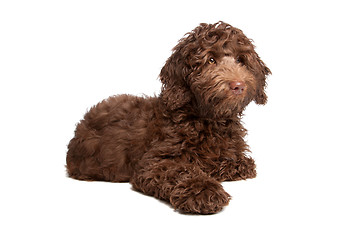 Image showing Labradoodle puppy