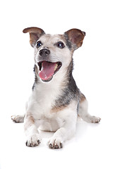 Image showing old and blind jack russel terrier